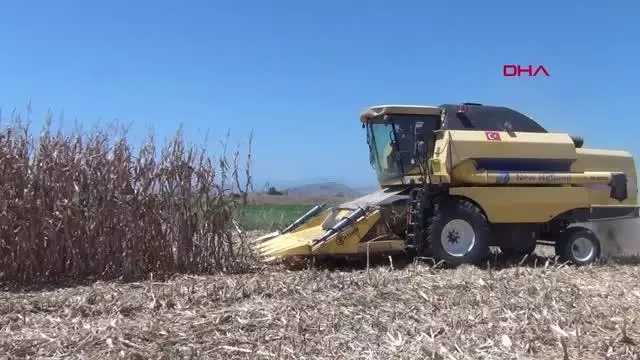 KOZAN'DA MISIR HASADI BAŞLADI