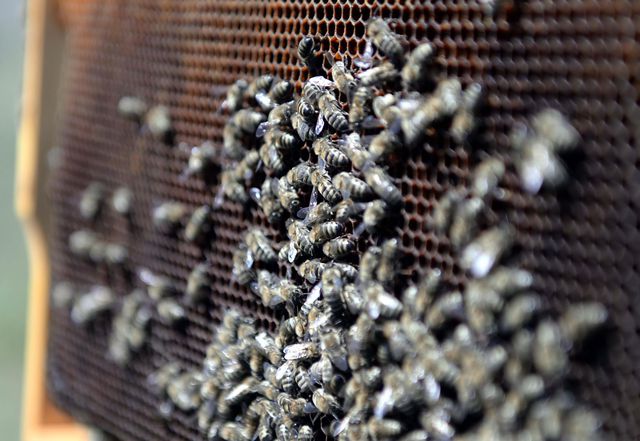 Kuraklık, tescilli Ardahan çiçek balı nda rekolteyi düşürdü