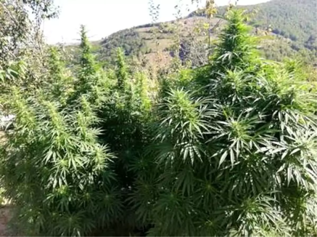 Malatya'da 980 kök Hint keneviri ele geçirildi