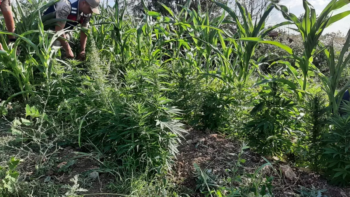 Son dakika haberleri: Bahçedeki mısırların arasına Hint keneviri eken şüpheli gözaltına alındı