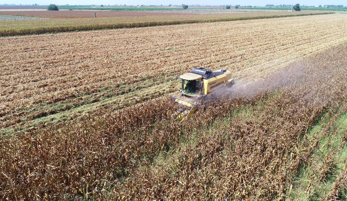 'Sarı altın' olarak nitelendirilen mısırda hasat başladı! Üreticiler bu yılki verimden memnun