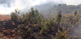 Son dakika haber... Siirt'te çıkan örtü yangınında 10 hektar alan zarar gördü