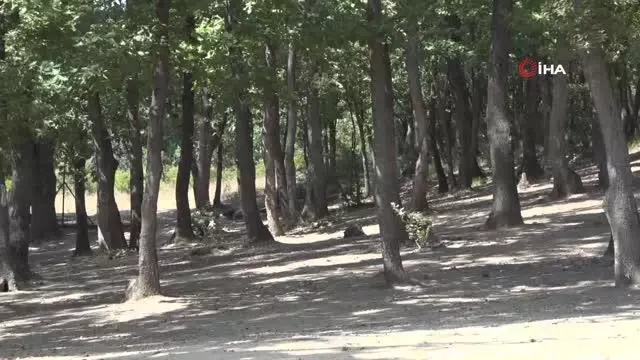 Tuzla'da ormanlık alanlar havadan ve karadan gözetim altında