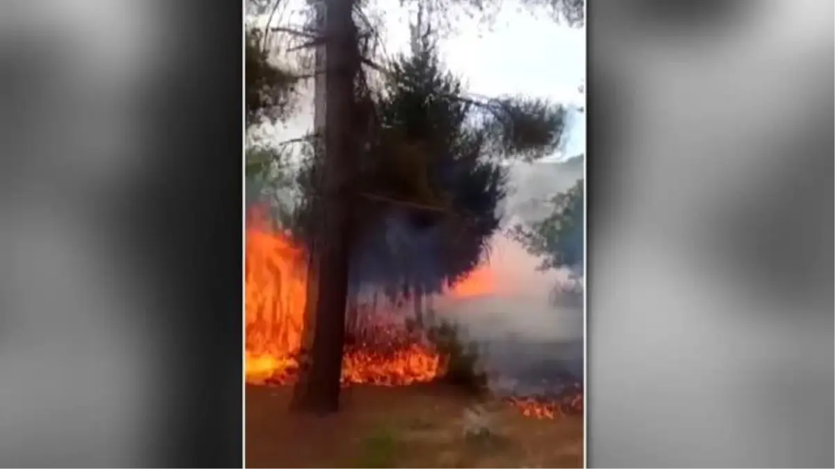 Son dakika haberi... Ağaçlık alanda çıkan yangınlar vatandaşlarca söndürüldü