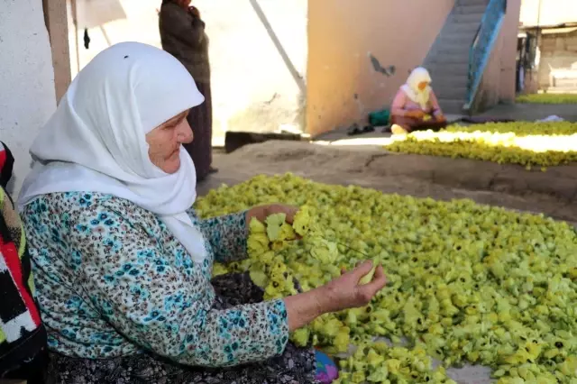 'Çeyrek altın' olarak nitelendirilen bamyada hasat başladı! Kurusunun kilosu 200 lira 'Çeyrek altın' olarak nitelendirilen bamyada hasat başladı! Kurusunun kilosu 200 lira