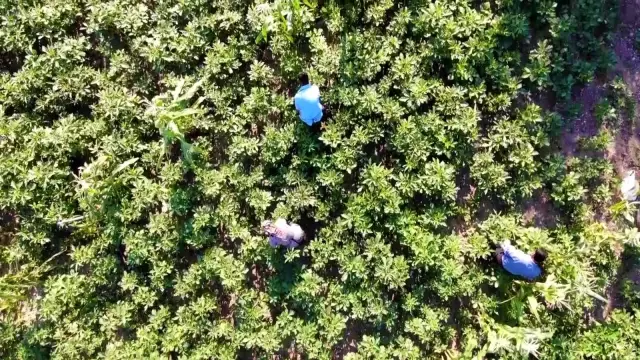 'Çeyrek altın' olarak nitelendirilen bamyada hasat başladı! Kurusunun kilosu 200 lira 'Çeyrek altın' olarak nitelendirilen bamyada hasat başladı! Kurusunun kilosu 200 lira