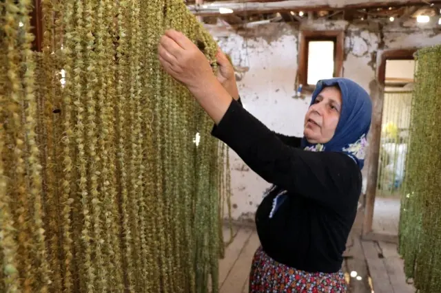 'Çeyrek altın' olarak nitelendirilen bamyada hasat başladı! Kurusunun kilosu 200 lira 'Çeyrek altın' olarak nitelendirilen bamyada hasat başladı! Kurusunun kilosu 200 lira