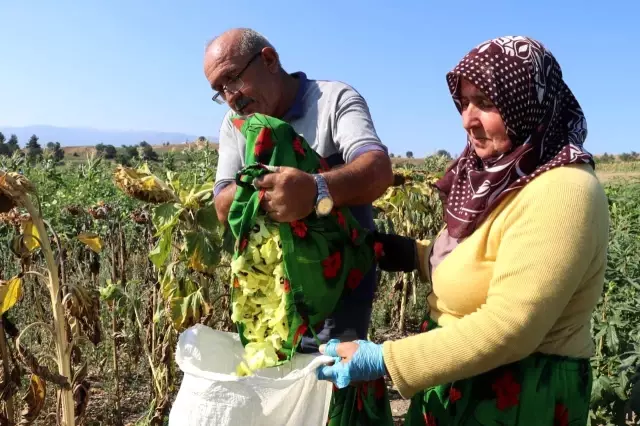 'Çeyrek altın' olarak nitelendirilen bamyada hasat başladı! Kurusunun kilosu 200 lira