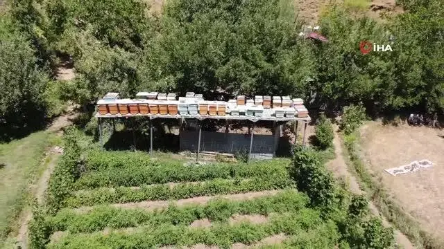 Ayılar balını yiyince çareyi 3,5 metrelik iskele kurmakta buldu