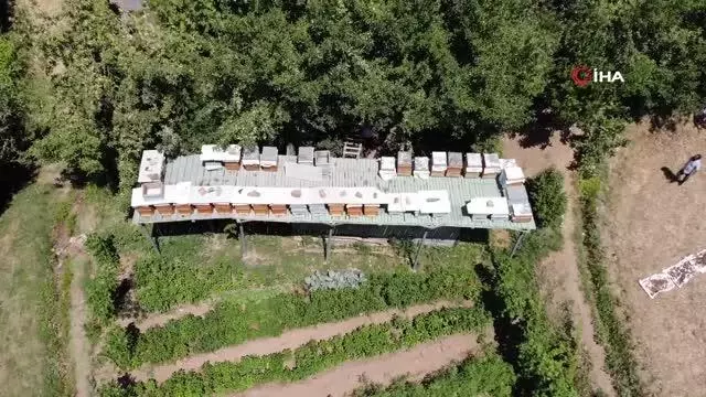 Ayılar balını yiyince çareyi 3,5 metrelik iskele kurmakta buldu