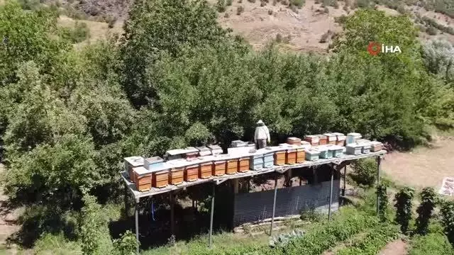 Ayılar balını yiyince çareyi 3,5 metrelik iskele kurmakta buldu