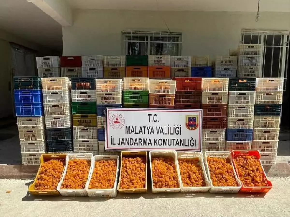 Malatya'da 2,5 ton kuru kayısı hırsızlığına 1 tutuklama