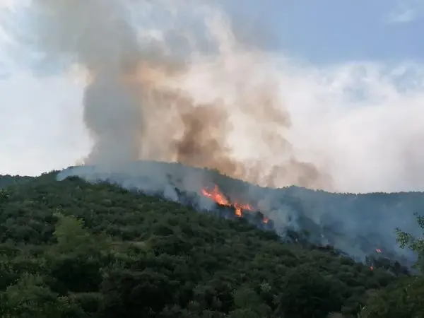 Osmaniye'de orman yangını