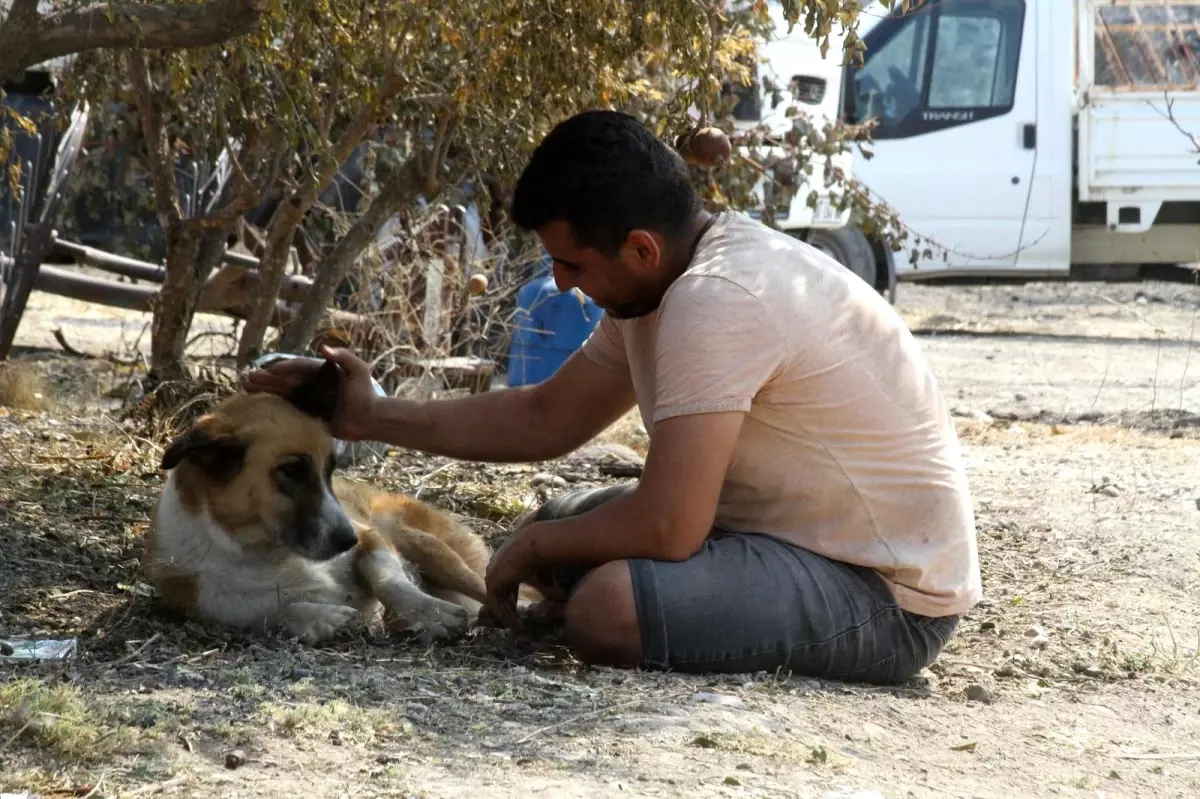 Son dakika gündem: Yangında kaybolan köpeği 4 gün sonra geri geldi, gözlerine inanamadı