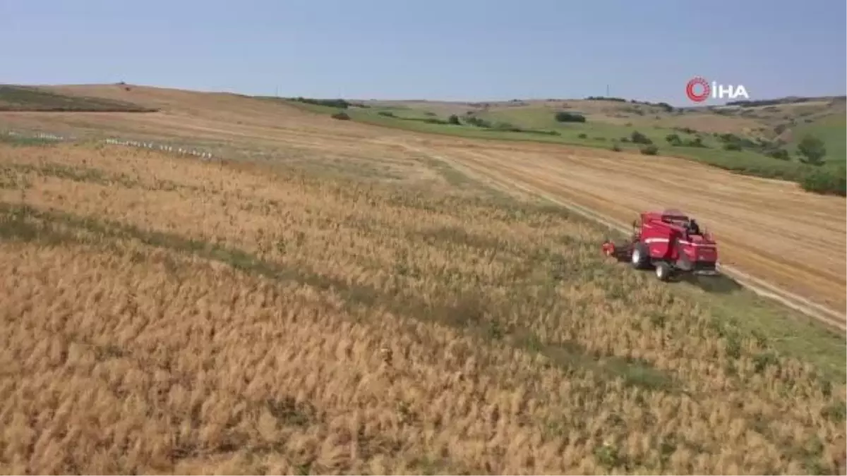 Yılın ilk nohut hasadı: Belediye kendi imkanlarıyla ekip biçiyor