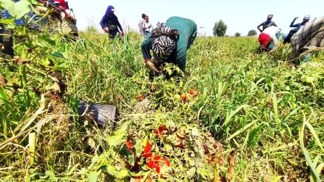 Domates fiyatları tarlada 50 kuruş, markette 5 lira! Üretici isyanda