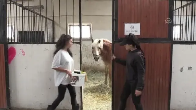 Erzurum'da dünyaya gelen minik haflinger ırkı tay üniversitedeki çiftliğinin maskotu oldu