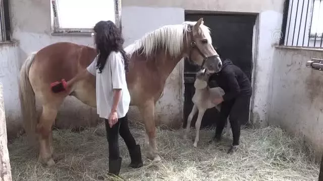 Erzurum'da dünyaya gelen minik haflinger ırkı tay üniversitedeki çiftliğinin maskotu oldu