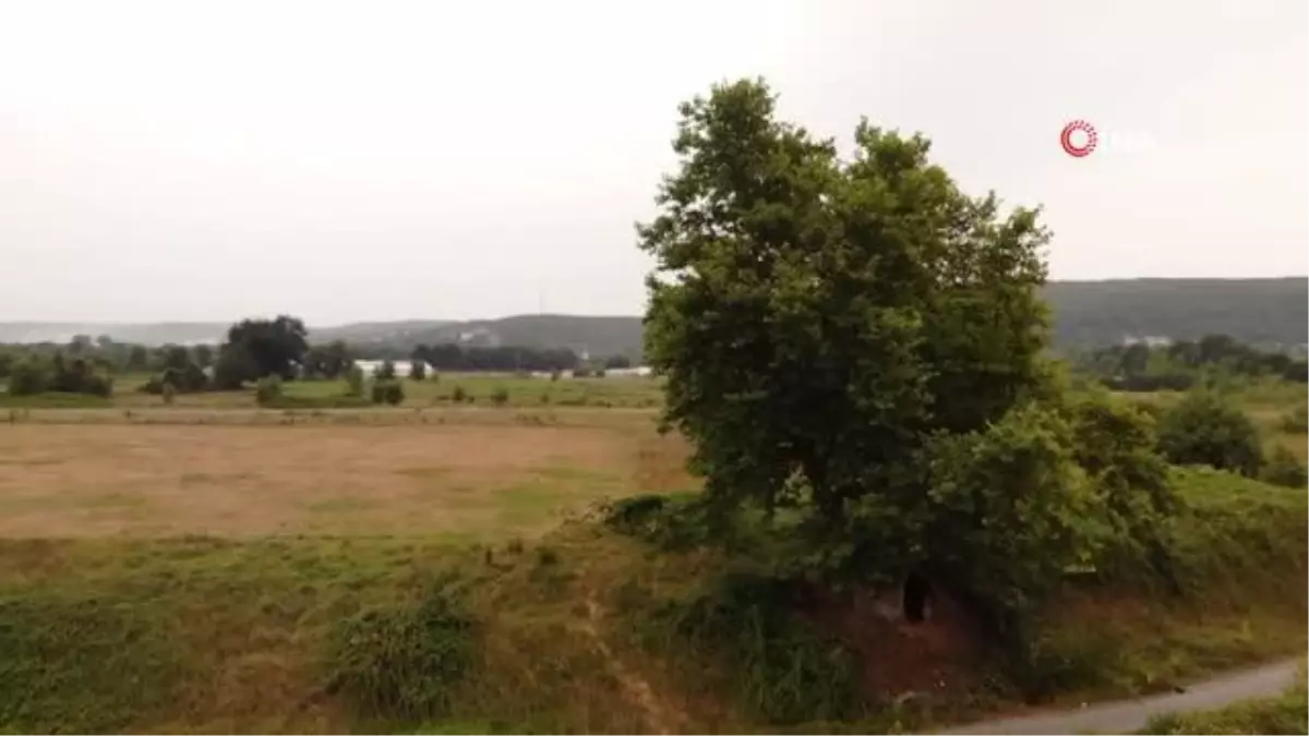 İki imparatorluk gören 641 yaşındaki çınar ağacı asırlara meydan okuyor