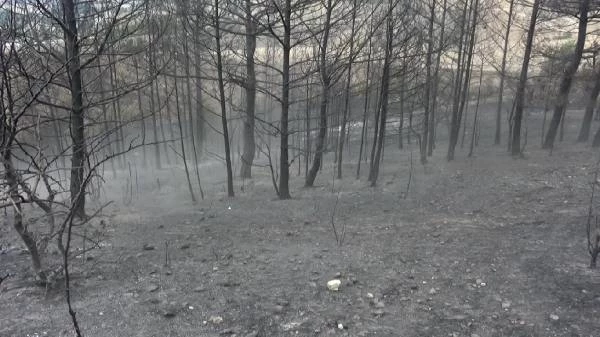Karabük'te 13 saatte söndürülen orman yangınında 45 hektar alan yandı