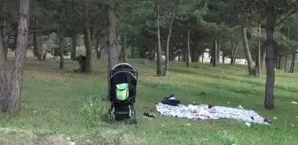 Allahuekber Dağları: Millet Bahçesinde gezen bozayı vatandaşın sofrasında karnını doyurdu Allahuekber Dağları: Millet Bahçesinde gezen bozayı vatandaşın sofrasında karnını doyurdu