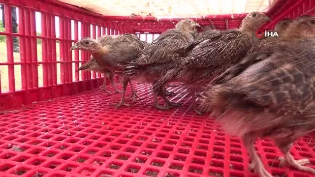 Tekirdağ'da ormanlara 400 keklik salındı
