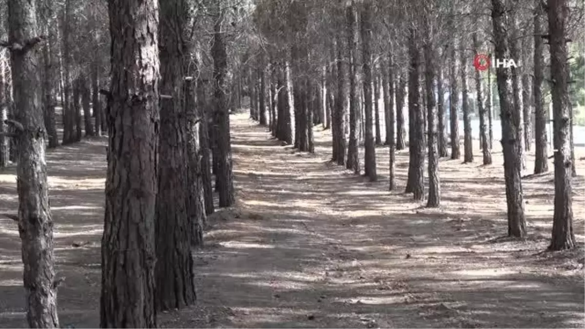Vali ve Belediye Başkanı ormanı temizledi