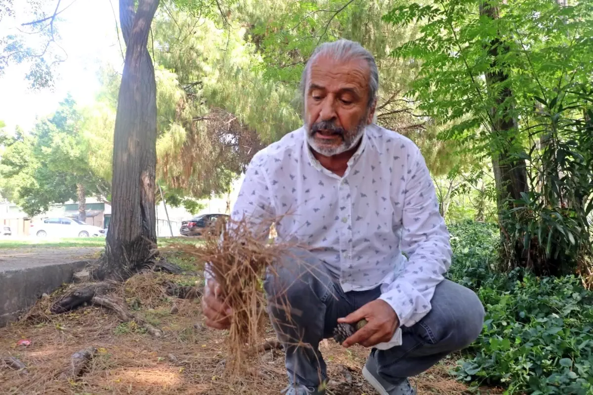 Yangın Ekolojisi Uzmanı açıkladı: 'Manavgat yangının uzun ve şiddetli olmasındaki sebep; ince yanıcılar'
