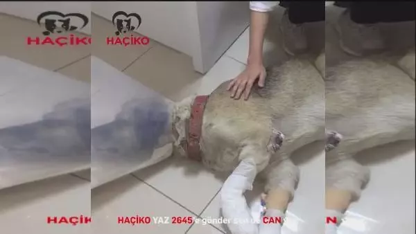 Afet Mağduru Hayvanlar İçi̇n Haçi̇ko Yaşam Çi̇ftli̇ği̇ Kuruluyor 2 AFET MAĞDURU HAYVANLAR İÇİN HAÇİKO YAŞAM ÇİFTLİĞİ KURULUYOR