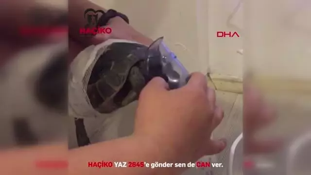 Afet Mağduru Hayvanlar İçi̇n Haçi̇ko Yaşam Çi̇ftli̇ği̇ Kuruluyor 3 AFET MAĞDURU HAYVANLAR İÇİN HAÇİKO YAŞAM ÇİFTLİĞİ KURULUYOR