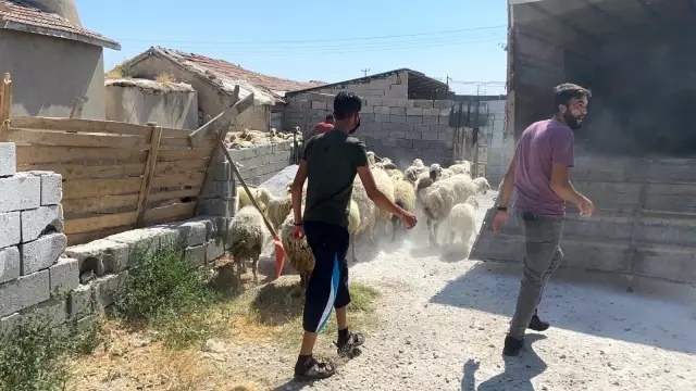 Aksaray'dan yangın bölgesine canlı hayvan desteği