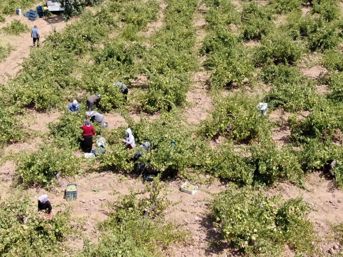 'Hatun parmağı' üzümünde hasat zamanı
