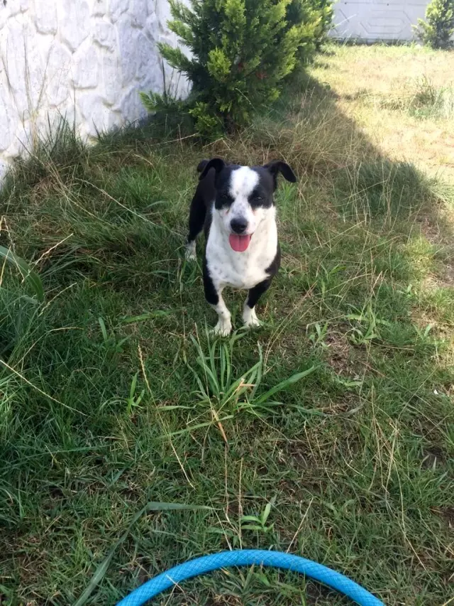 Kaybolan köpek için verilen para ödülü sokak hayvanlarına mama olarak döndü