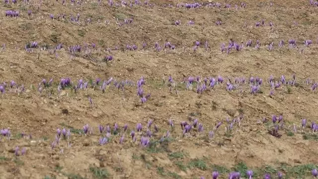 AK Parti'li Güneş: Safranın ekilmesi ve üretilmesi konusunu Safranbolu'da yaygınlaştıracağız