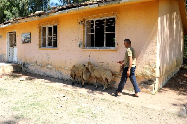 Koyunların otladığı atıl köy okulu restore edilecek
