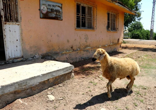 Koyunların otladığı atıl köy okulu restore edilecek