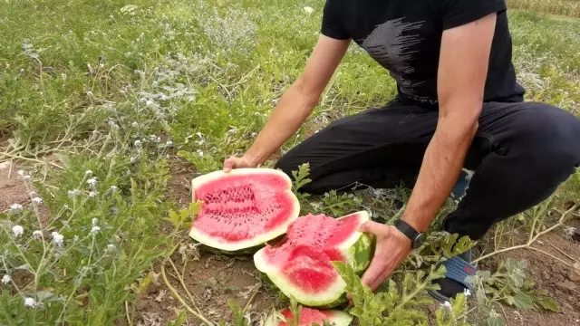 Üniversite öğrencisinin yetiştirdiği organik karpuzlara büyük talep