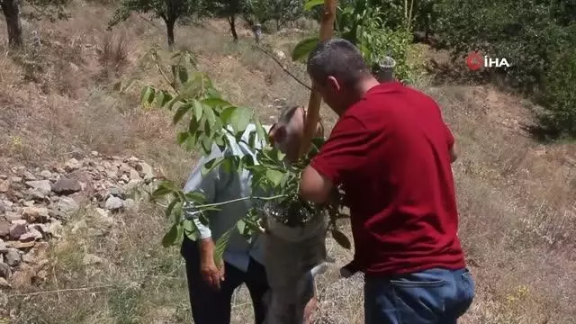 Verimsiz ceviz ağaçları kabuk altı aşısıyla verimli hale getiriliyor
