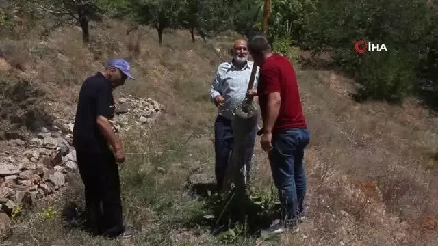 Verimsiz ceviz ağaçları kabuk altı aşısıyla verimli hale getiriliyor