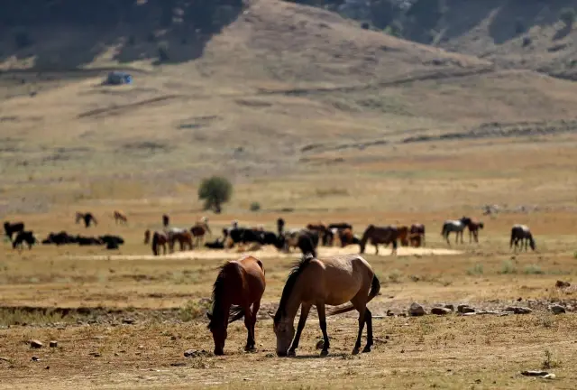 Yangın sonrası yılkı atları için ovaya tonlarca yem ve saman bırakıldı
