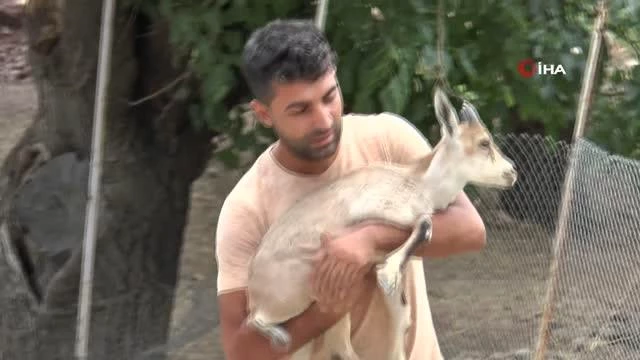 Ayakları tutmayan yavru yaban keçisini meskeninde besledi