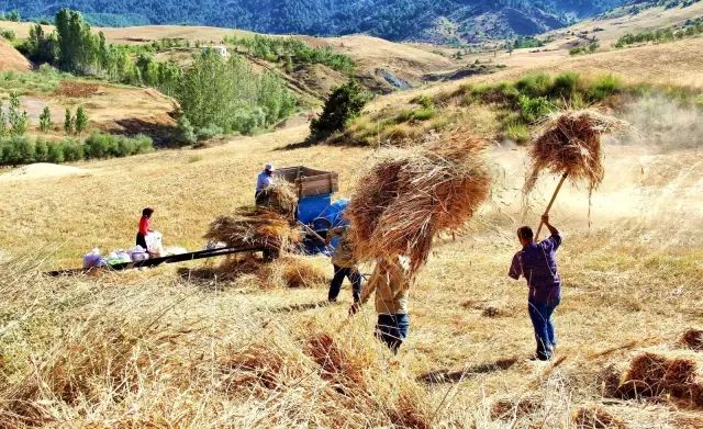 Göksun'da ekinler biçilmeye başladı