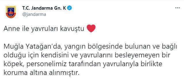 Günlerdir aç olan anne köpek ve yavrularını asker böyle kurtardı