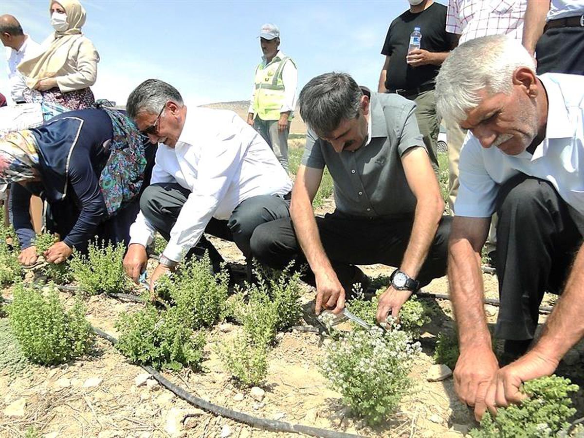 Malatya'da kekik hasadı başladı