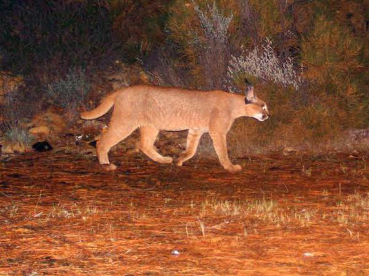 MUĞLA'DA 65 BİN HEKTAR YANDI; KARAKULAK VE YABAN KEDİSİ ORMANI YOK OLUYOR