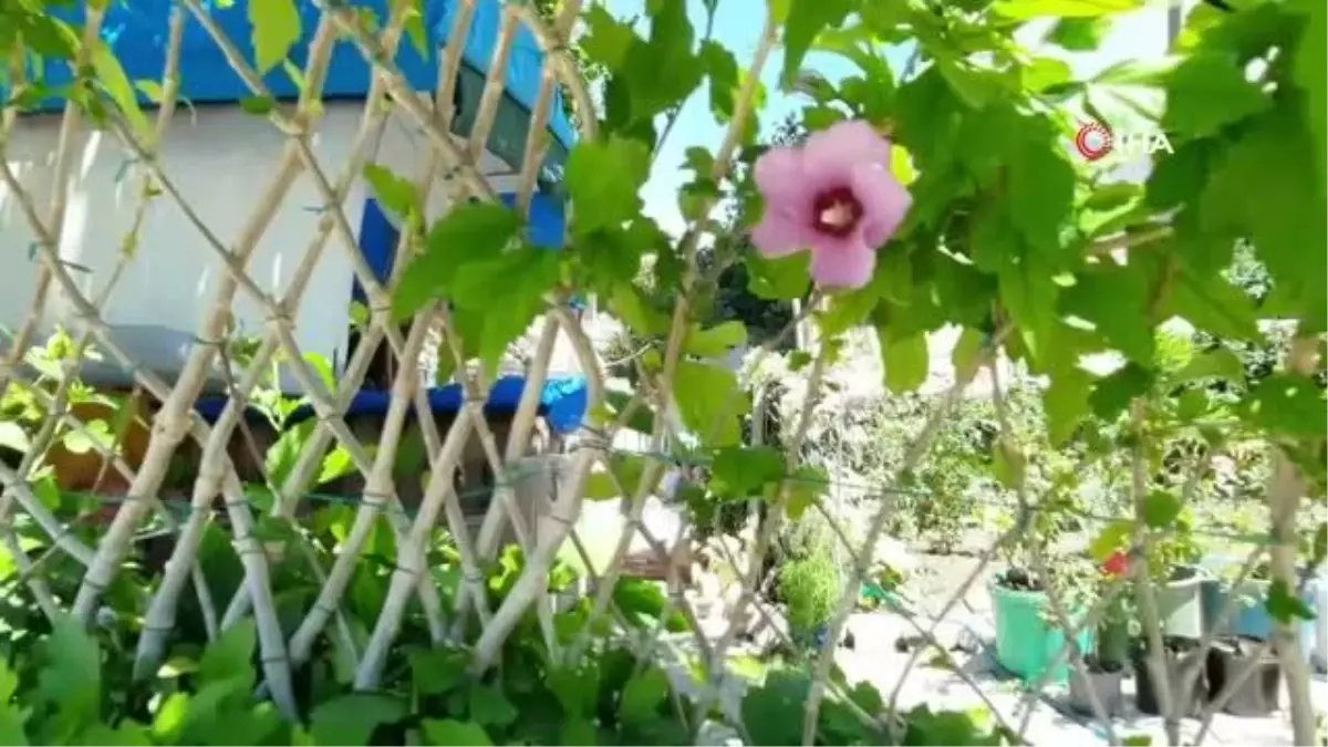 Yetiştirdiği bitkileri bahçesinin çitleri oldu