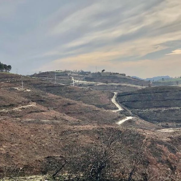 Adana'da yanan 280 futbol alanı büyüklüğündeki alan 5 ay sonra yemyeşil