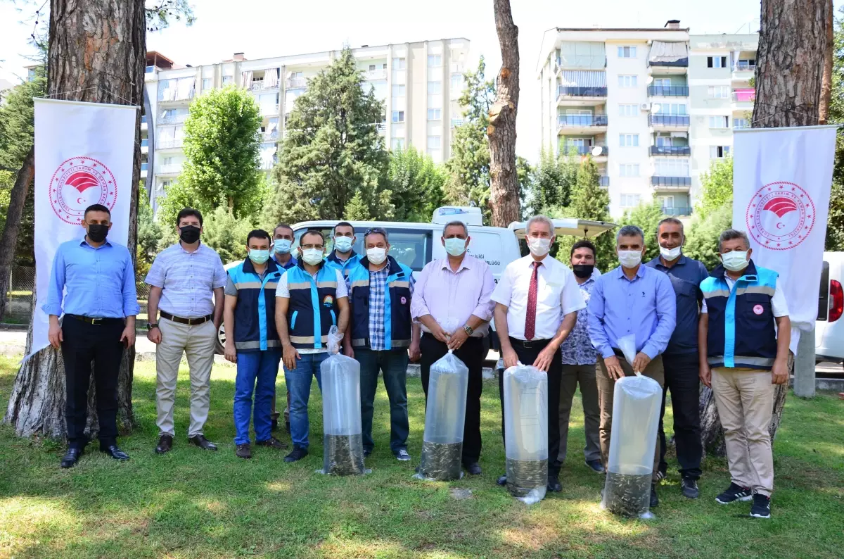 Denizli'deki göletlere 210 bin yavru sazan bırakıldı