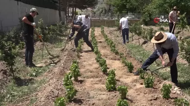 Endemik Erciş üzümü gelecek nesiller için toprakla buluşturuldu