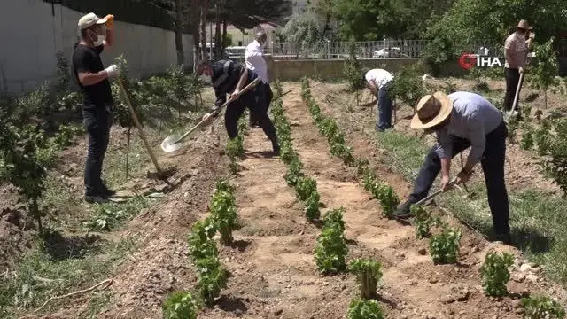 Endemik Erciş üzümü gelecek nesiller için toprakla buluşturuldu